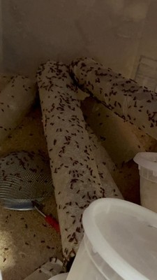 *feeder Insects* 200+ Beetles loaded rice flour beetle starter culture!