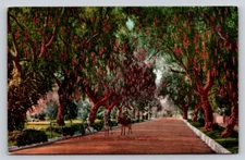 c1910 The Driveway Horse Riders California P423A