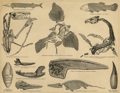 Antique Print-Depiction of different fossilised Jurassic animals-Meyers-1895