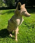 Full-Body COYOTE Taxidermy Mount Sitting. — photo 5