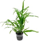 Trident Java Fern Live Aquarium Plants Potted Freshwater Fish Tanks
