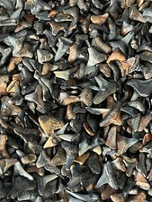 Lot of 500 fossilized ( PARTIAL ) shark teeth from Venice Florida.