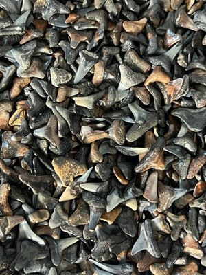 Lot of 500 fossilized ( PARTIAL ) shark teeth from Venice Florida.