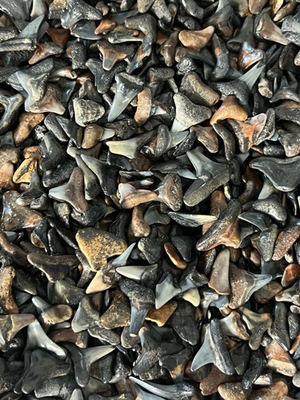 #ad Lot of 500 fossilized PARTIAL shark teeth from Venice Florida. $79.99
