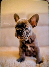 Calamita frigo | Carino cucciolo di Bulldog francese foto reale | regalo amante dei cani |