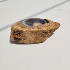 Blue Forest Petrified Wood Limb Cast — photo 3