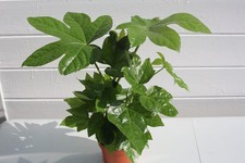 Fatsia Japonica Evergreen Large Leaf Loves Shade Garden Shrub Plant in 12cm pot