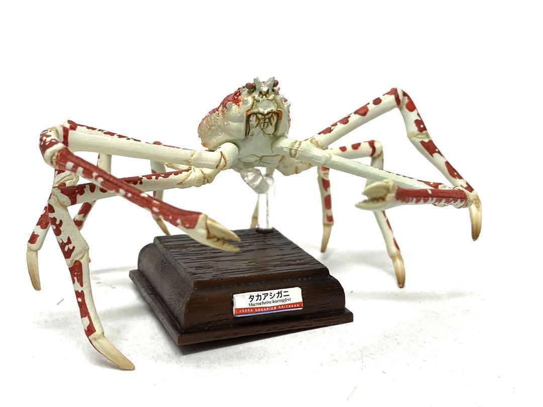 Spider Crab Figure Kaiyukan Museum Nature Technicolor Makoto