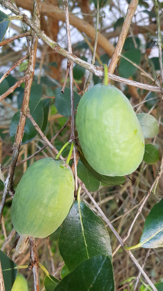 Goyave verte Feijoa sellowiana arbuste fruitier persistant pour haie gourmande