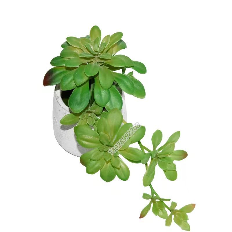 plants with licorice flavored seeds 20 SWEET CICELY Myrrhis Odorata Herb Fragrant Flower Licorice Flavor Seeds main image 1