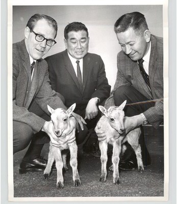 Barbary Sheep Dr Don Martin Frank H Ogawa Gordon Justus 1964 Press Photo