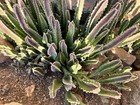 Specialty Catus Cuttings Your Choice In 3 Types Plant — photo 10