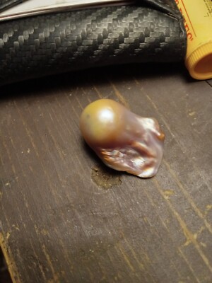 Freshwater Comet  Pearl