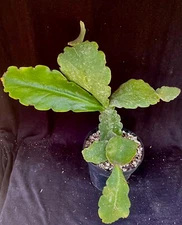 Rhipsalis pachyptera, succulent