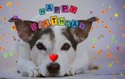 Jack Russell Terrier Happy Birthday Card Cards Blank Greeting Dog Dogs Pet Love