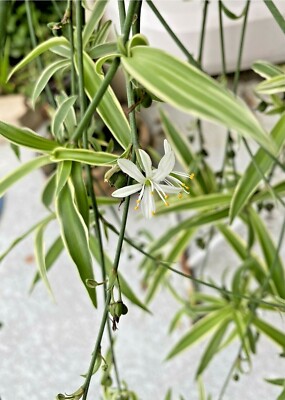 zz plant online buy ZZ Plant  Green Variety