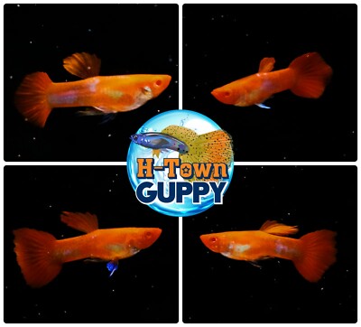 MALE ONLY X2 - Live Aquarium Guppy Fish High Quality - Abino Red