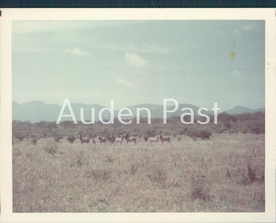 Vintage afrikanische Tierwelt Foto Herde Tiere Savanne Landschaft Berge