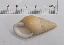 Marine Sea Shell from The Philippines (#R216)