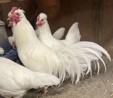 10 Schijndelaar Hatching Eggs Very Rare Blue-Green Eggs Very Friendly Hardy