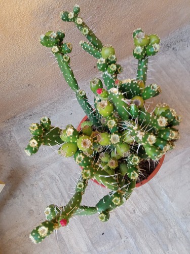Cactus Opuntia quitensis 17 cms aprox cactus Planta joven Suculenta - Imagen 15 de 20