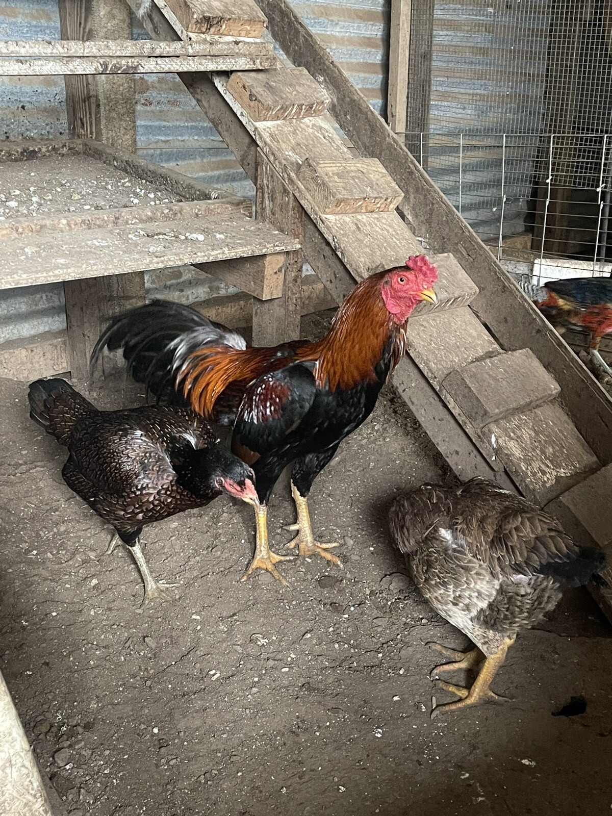 Indio 8 Eggs Hatching eBay