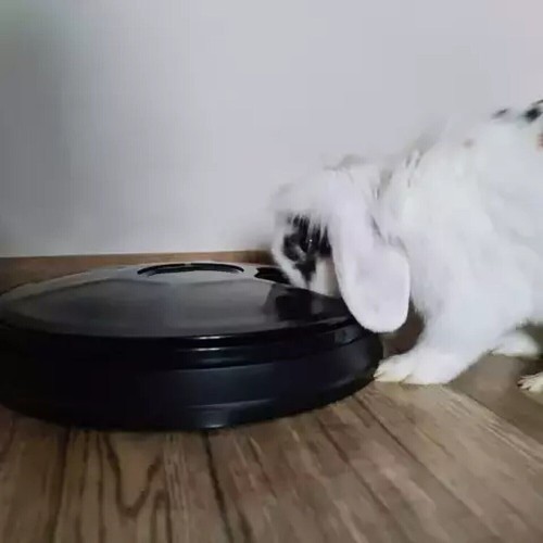 Distributore Automatico Cibo per Gatti Cani Animali Mangiatoia con 6 Scomparti - Foto 4 di 7
