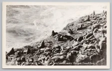 Real Photo Postcard Oregon Coast Hwy Sea Lion Cave Sunning on Rocks c1940 RPPC