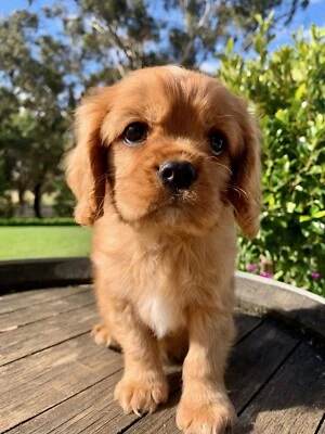 gumtree king charles cavalier