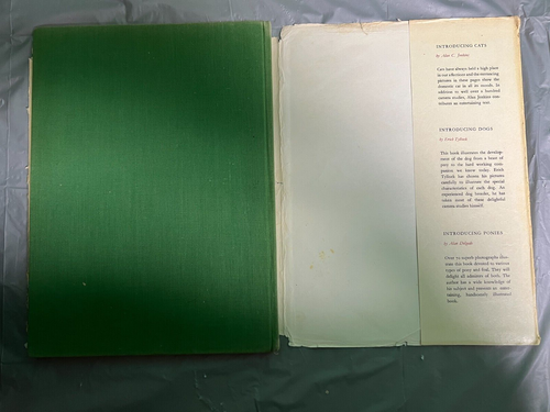 Horse Books (4) Ponies/Treasury of Horses/Complete Horse Encyclopedia + 1 - Picture 12 of 23