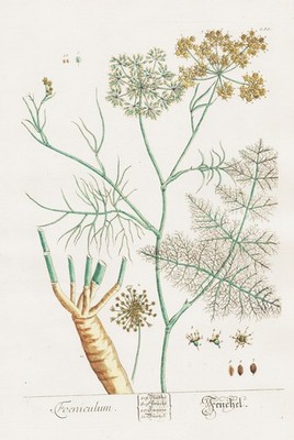 Foeniculum Fenchel Fennel Gewürz spice botany Blackwell Kräuterbuch Kupferstich