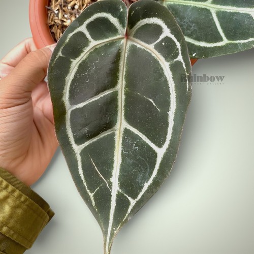 Anthurium Michelle Ornamental Plant