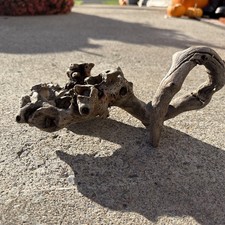 11"L Natural Gnarly Twisted Knotted Driftwood Root Branching Projections