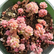 Sedum versadense Succulent Plant