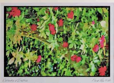 Garden 131083 Rambler Rose Adelaide D'Orleans On Pergola A4 Watercolour print