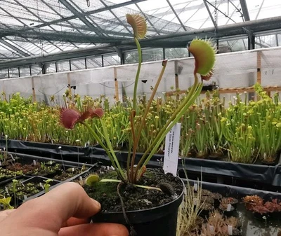 Dionaea muscipula 'WIP Slim Snapp', fleischfressende Pflanzen, Venusfliegenfalle - Bild 1 von 2