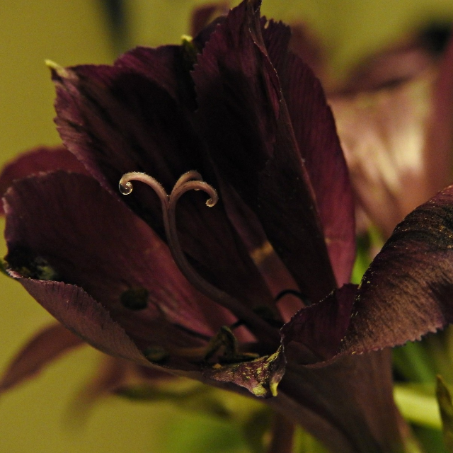 Nature Photography Prints