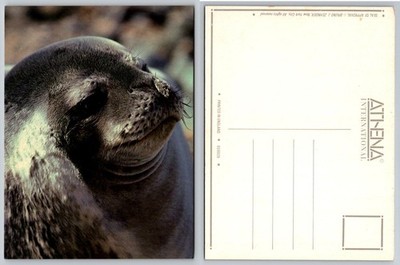Vintage Athena Postcard | Close-Up Seal Face | Bruno J. Zehnder Photo