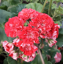 Pelargonie JungPFLANZE Chic Grand Prix Geranien