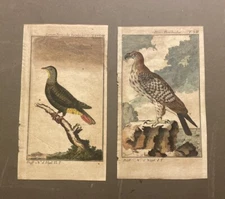 Georges-Louis Leclerc, Comte De Buffon (1707-1788) Falcon Copperplate 1780 (2)