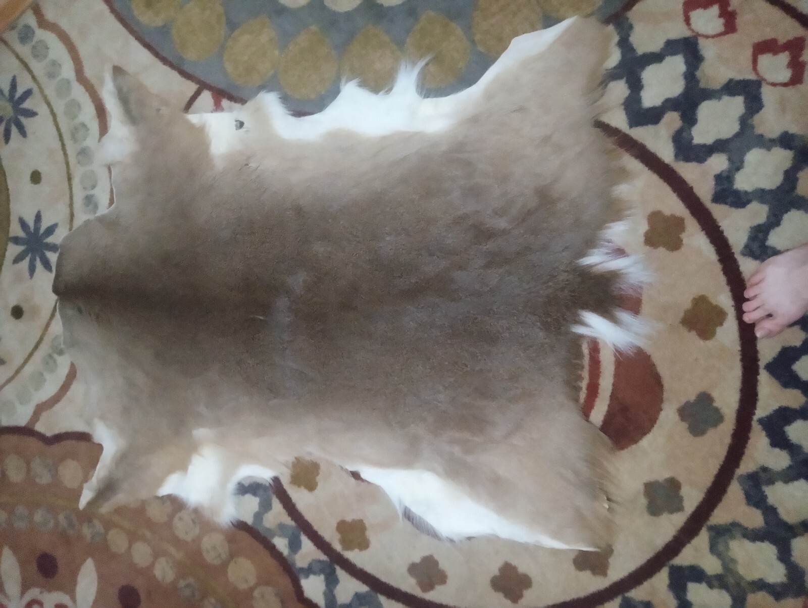 Whitetail Deerskin Hide Pelt Tanned With Hair/Fur On Full Deer Thick