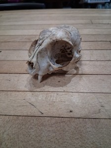 Small Carnivore Animal Skull Natural Bone Specimen