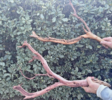 Aquarium Fish Tank Terrarium Aquascape Reptile Manzanita Branches 2 Pc 30" Long