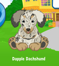 Webkinz Dapple Dachshund Virtual Adoption Code Only Messaged Webkinz Dapple Dog 