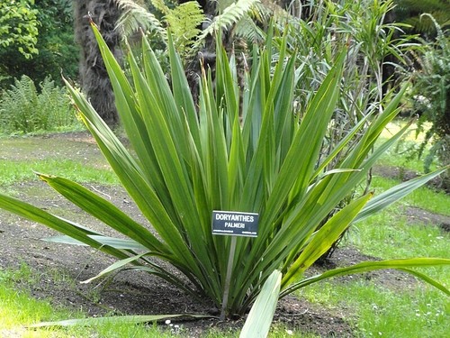 GIANT SPEAR LILY SEEDS DORYANTHES PALMERI FLOWERING SUCCULENT - Picture 4 of 5