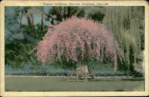 Postkarte: Typische California Flowers, Pasadena, Kal.-42