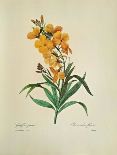 Pierre Joseph Redoute Flower COMMON WALLFLOWER Botanische Kunst Book Plate Print 47 - Bild 2 von 3