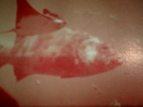 Super 8mm color SILENT 200'' THE WHALE THAT BECAME A STAR Original Box - Picture 8 of 21