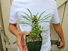 Madagascar Palm Plant Pachypodium Lamerei Cactus - Multi Trunk -B