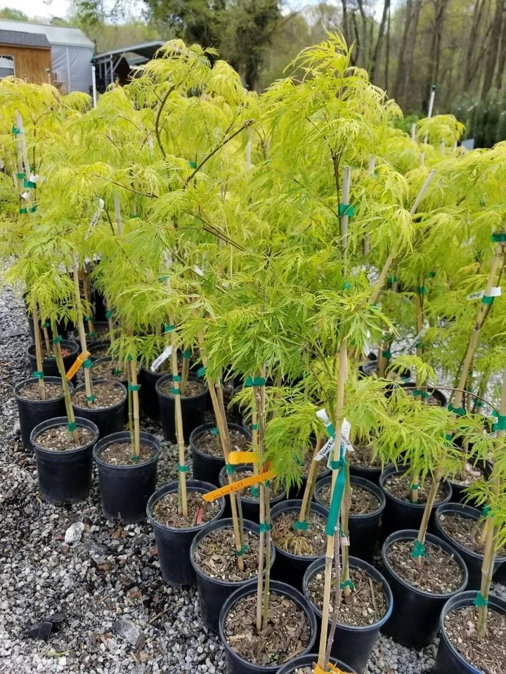 Waterfall Green Laceleaf Weeping Japanese Maple - Live Plant - ( 2.5 QT ) - Image 4 of 4